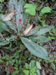 Ardisia crispa, photograph (c) plant 0302, some rights reserved (CC BY)