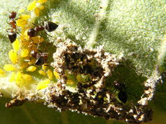 Crematogaster lineolata