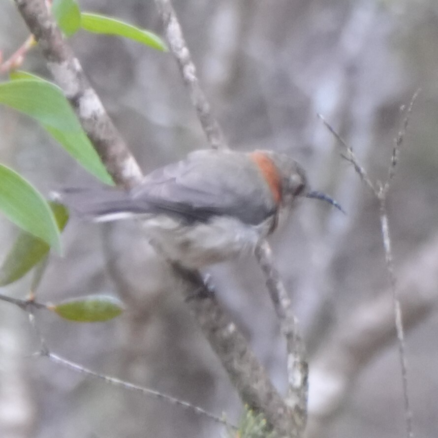 Western Spinebill (Acanthorhynchus superciliosus), photo 6