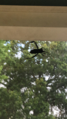 Acanthocephala declivis