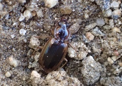 Tanystoma maculicolle