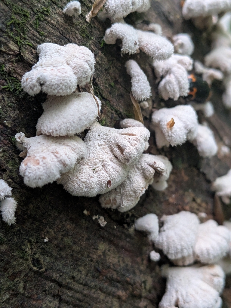 Schizophyllum commune · May 2026 · photo: © plant0302 (iNaturalist, cc-by)