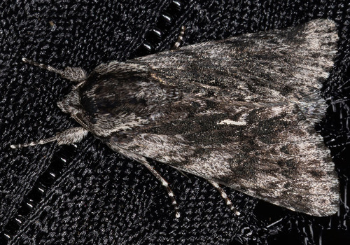 iNaturalist observation photo of Pacific Dagger