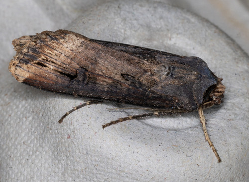 iNaturalist observation photo of Ipsilon Dart Moth