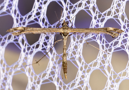 iNaturalist observation photo of Sage Plume Moth