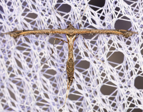 iNaturalist observation photo of Sage Plume Moth