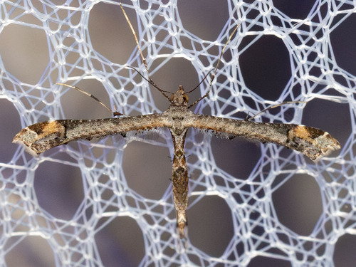 iNaturalist observation photo of Sage Plume Moth