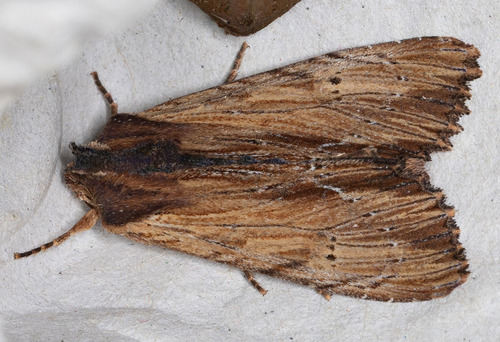 iNaturalist observation photo of Apamea cuculliformis