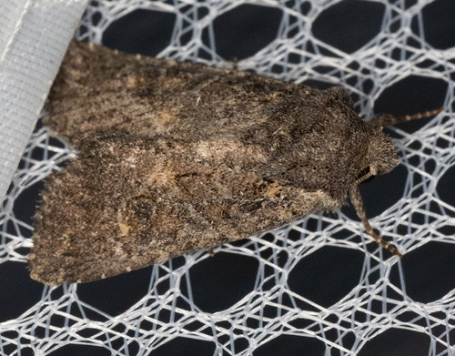 iNaturalist observation photo of Aseptis
