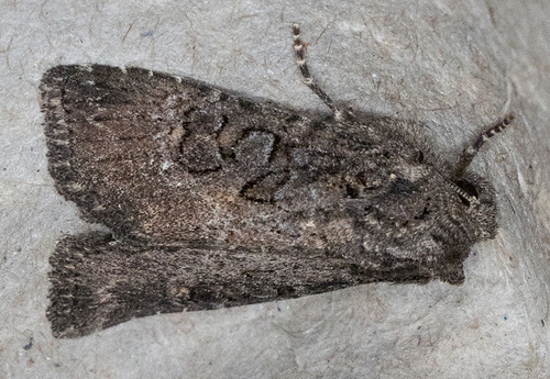 iNaturalist observation photo of Aseptis