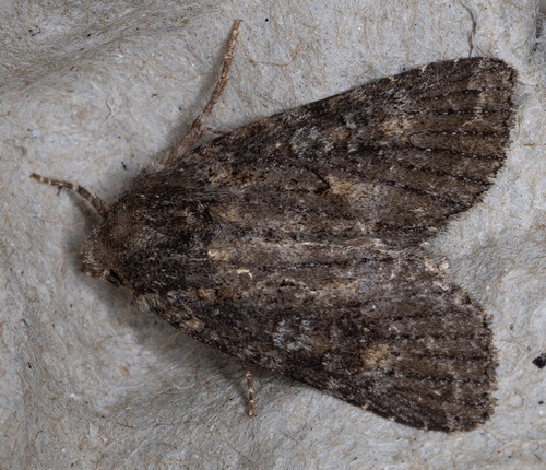 iNaturalist observation photo of Aseptis