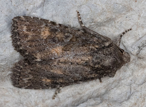 iNaturalist observation photo of Aseptis