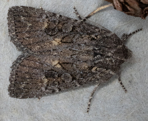 iNaturalist observation photo of Aseptis