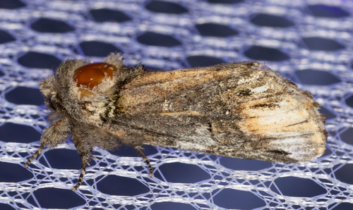 iNaturalist observation photo of Coelodasys conspecta
