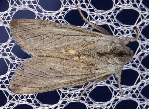 iNaturalist observation photo of Pleromella opter