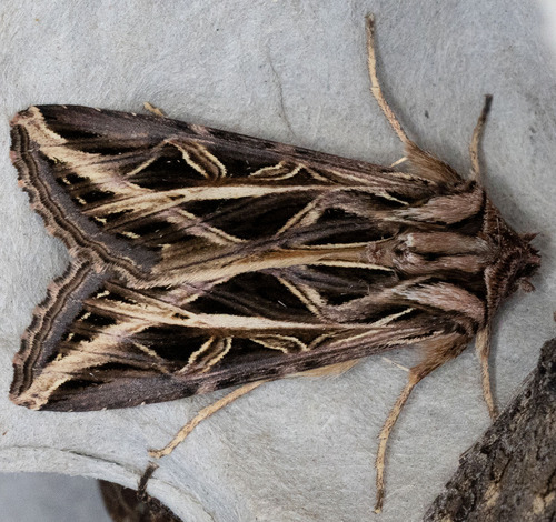 iNaturalist observation photo of Girdler Moth