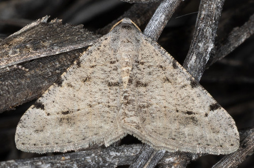 iNaturalist observation photo of California Granite Moth and Allies