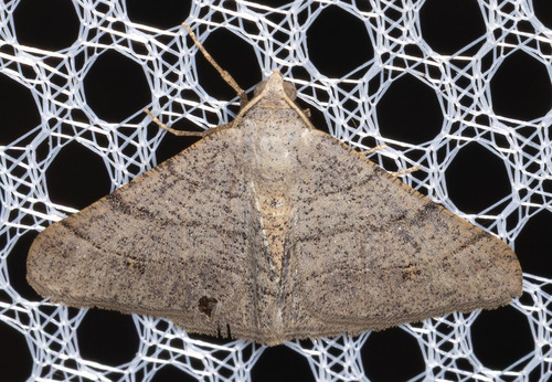 iNaturalist observation photo of Digrammia muscariata
