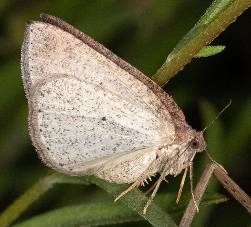 iNaturalist observation photo of Drepanulatrix