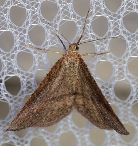 iNaturalist observation photo of Drepanulatrix