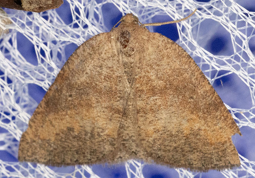 iNaturalist observation photo of Drepanulatrix monicaria