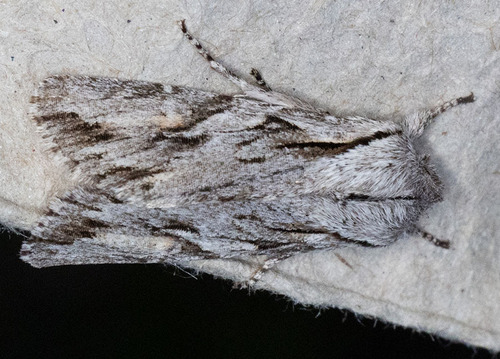 iNaturalist observation photo of Egira crucialis