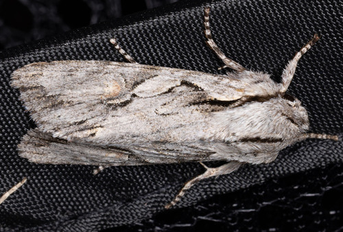 iNaturalist observation photo of Egira crucialis