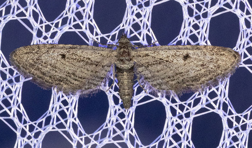 iNaturalist observation photo of Pug Moths