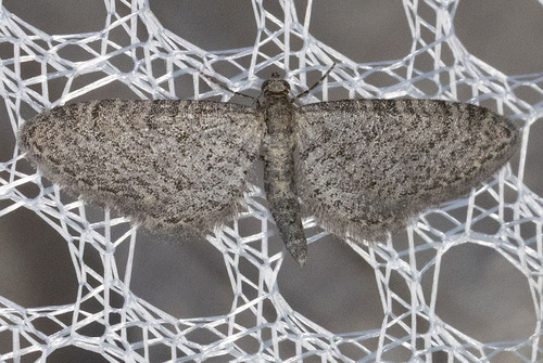 iNaturalist observation photo of Pug Moths