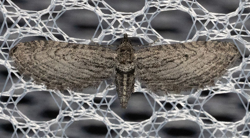 iNaturalist observation photo of Pug Moths