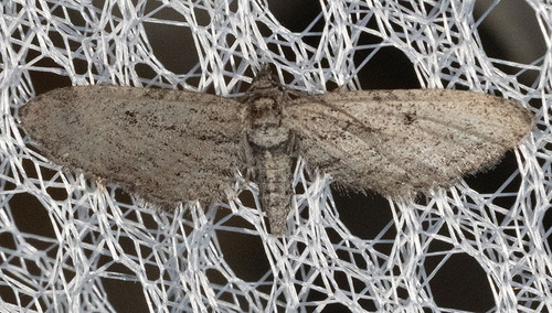 iNaturalist observation photo of Pug Moths