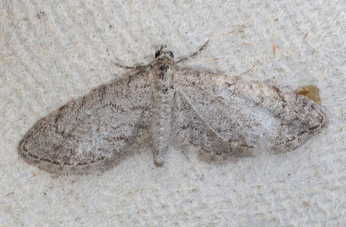 iNaturalist observation photo of Pug Moths