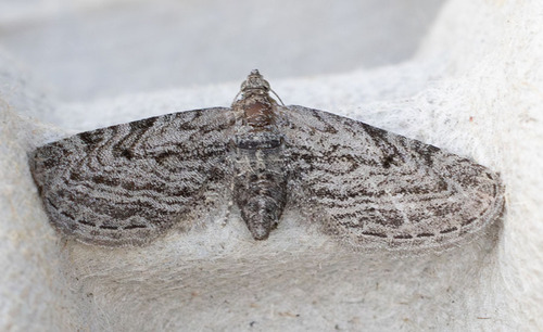 iNaturalist observation photo of Pug Moths