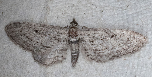 iNaturalist observation photo of Pug Moths