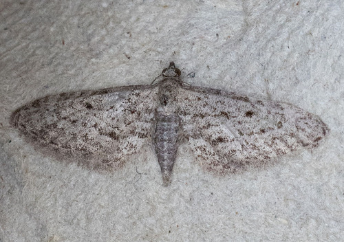 iNaturalist observation photo of Pug Moths