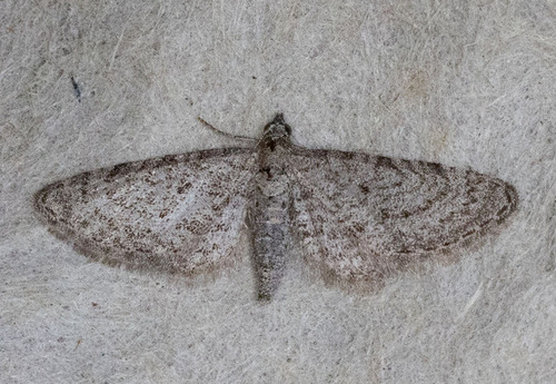 iNaturalist observation photo of Pug Moths
