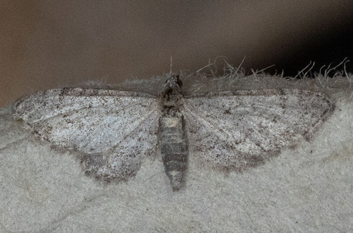 iNaturalist observation photo of Pug Moths
