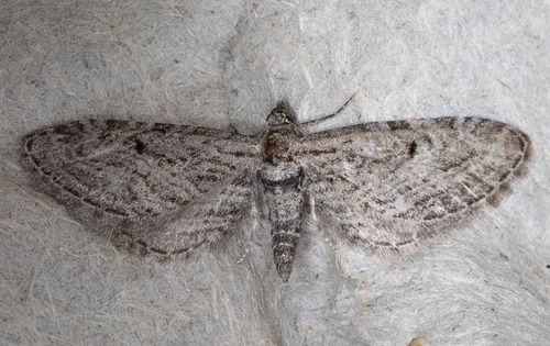 iNaturalist observation photo of Pug Moths