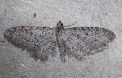 iNaturalist observation photo of Pug Moths