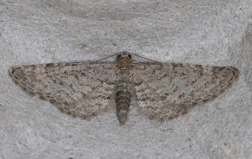 iNaturalist observation photo of Pug Moths