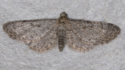 iNaturalist observation photo of Pug Moths