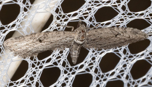 iNaturalist observation photo of Pug Moths