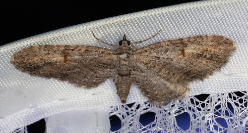 iNaturalist observation photo of Graef’s Pug