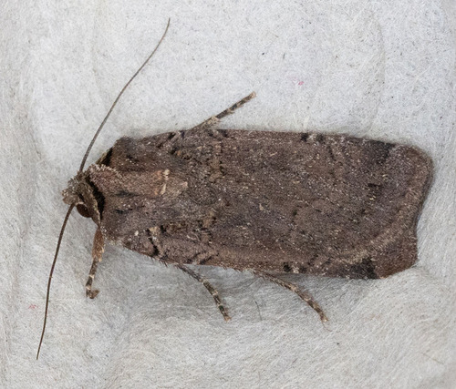 iNaturalist observation photo of Euxoa