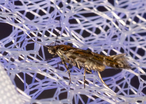 iNaturalist observation photo of Twirler Moths