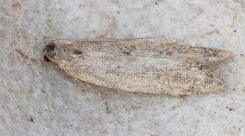 iNaturalist observation photo of Twirler Moths