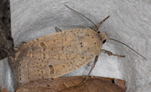 iNaturalist observation photo of Homorthodes hanhami