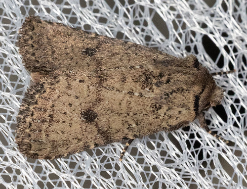 iNaturalist observation photo of Homorthodes hanhami