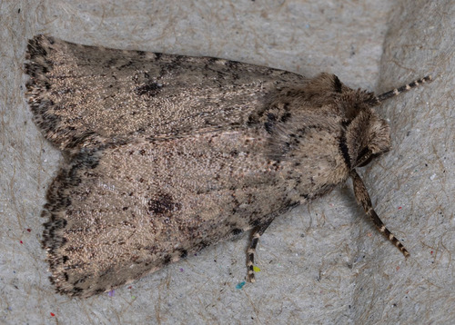 iNaturalist observation photo of Homorthodes hanhami