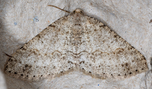 iNaturalist observation photo of Western Carpet
